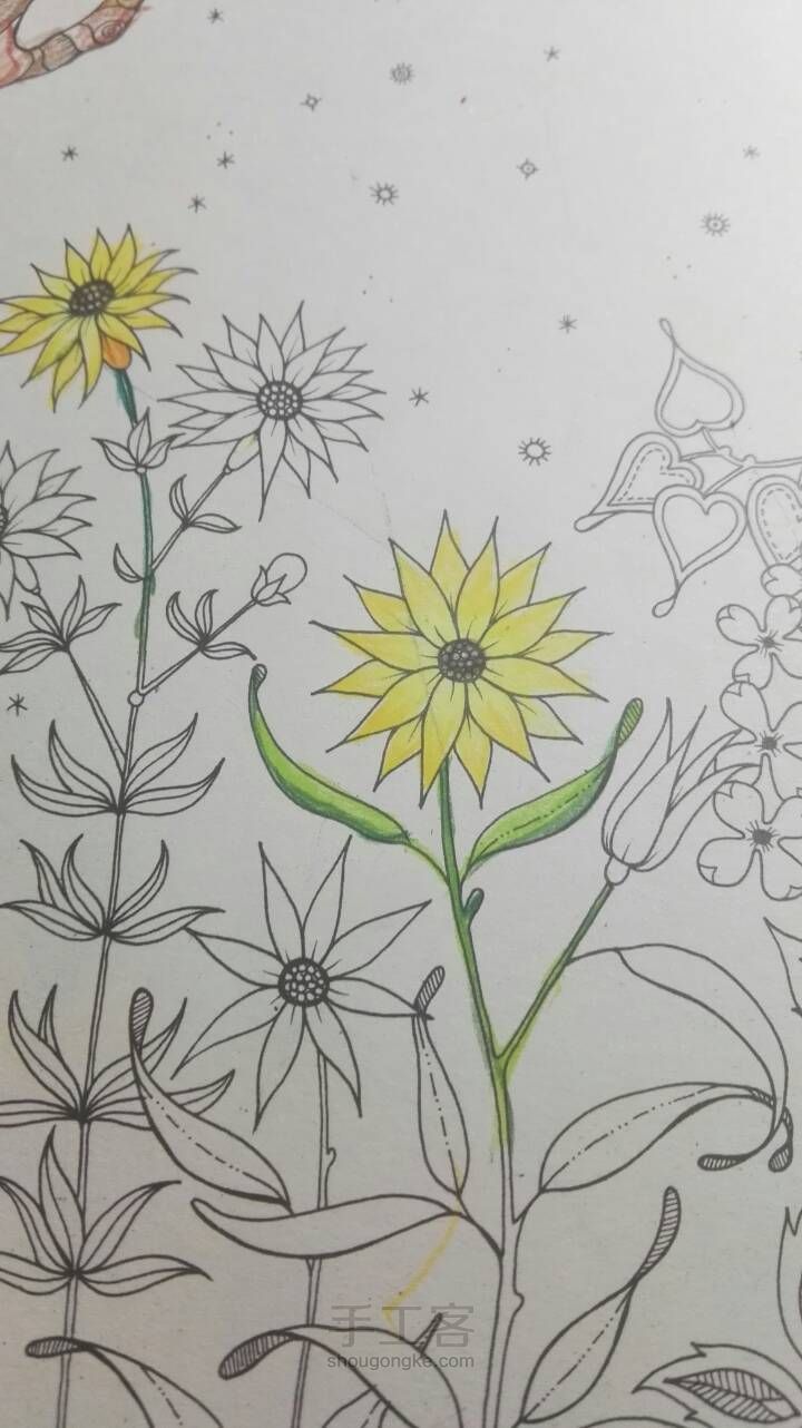 《秘密花园》彩铅上色教程1 金黄向日葵 第10步