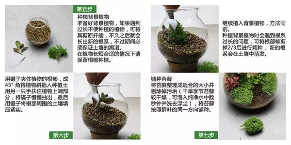 DIY苔藓生态瓶 第2步