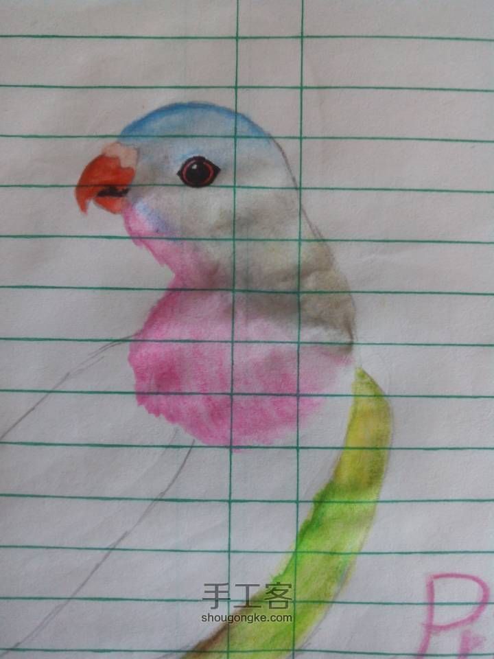 爱鸟者专题绘画，公主鹦鹉 第3步