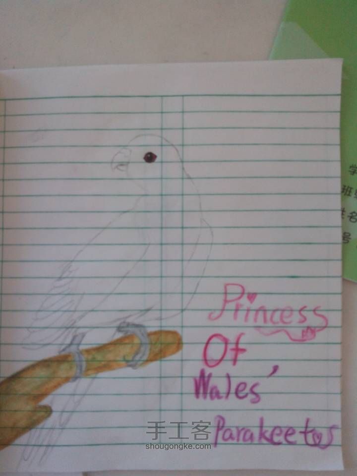 爱鸟者专题绘画，公主鹦鹉 第2步