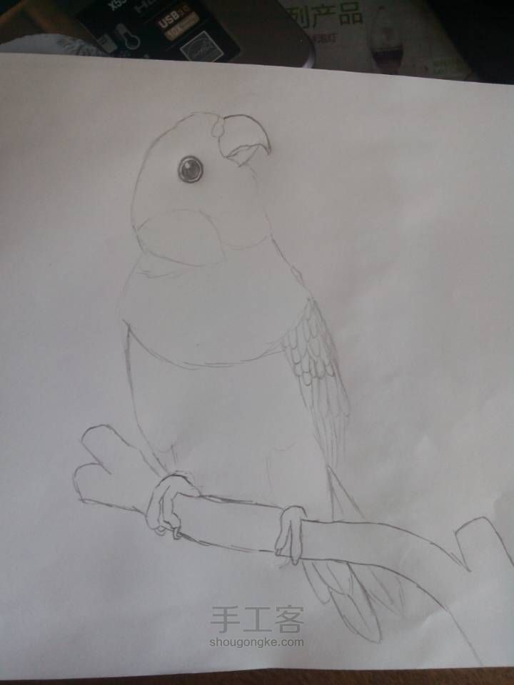 爱鸟者专区绘画之虹彩吸蜜鹦鹉 第2步