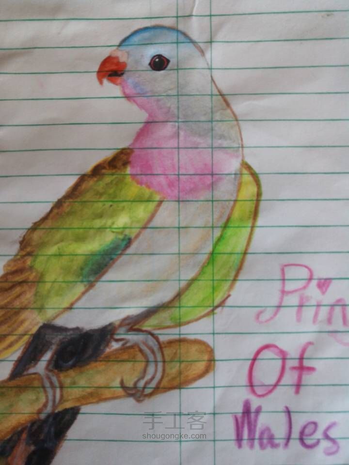 爱鸟者专区绘画之虹彩吸蜜鹦鹉 第1步