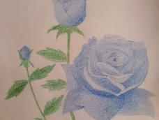 第一次画彩铅玫瑰，多包涵，不喜勿喷