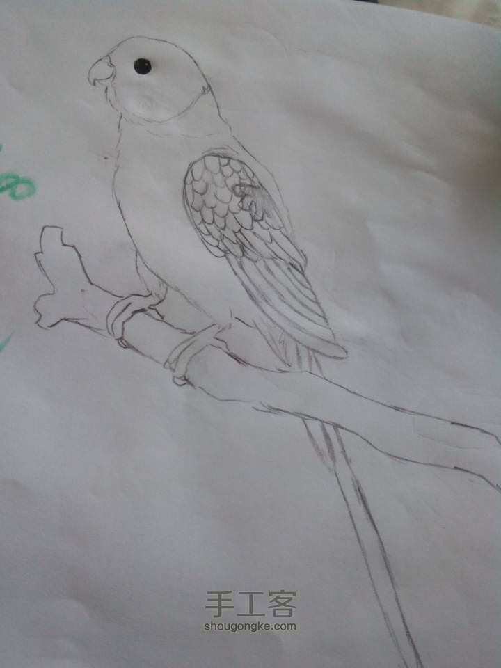 爱鸟者专区绘画之花头鹦鹉 第1步