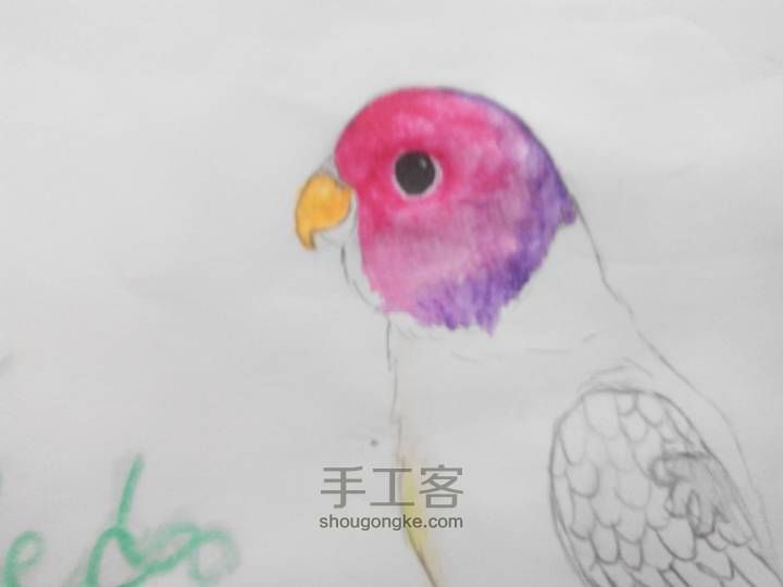 爱鸟者专区绘画之花头鹦鹉 第6步