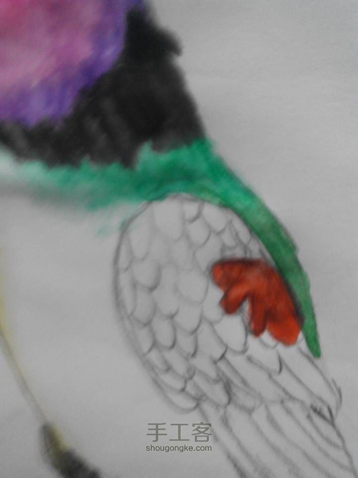 爱鸟者专区绘画之花头鹦鹉 第9步