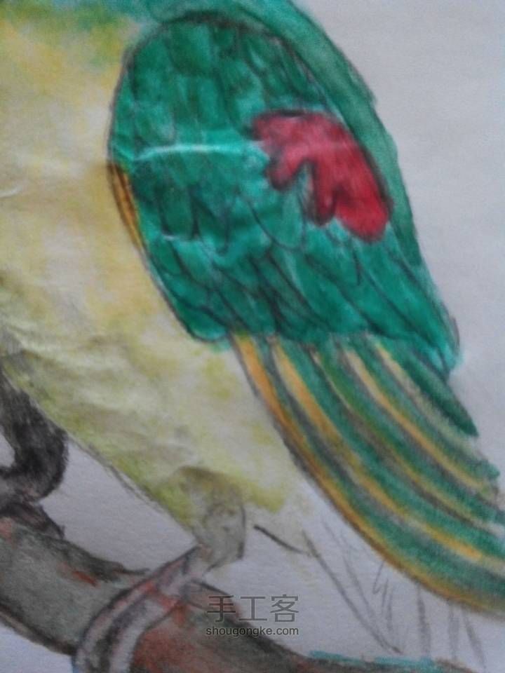 爱鸟者专区绘画之花头鹦鹉 第12步