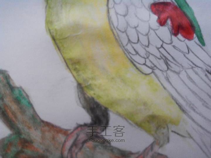 爱鸟者专区绘画之花头鹦鹉 第11步
