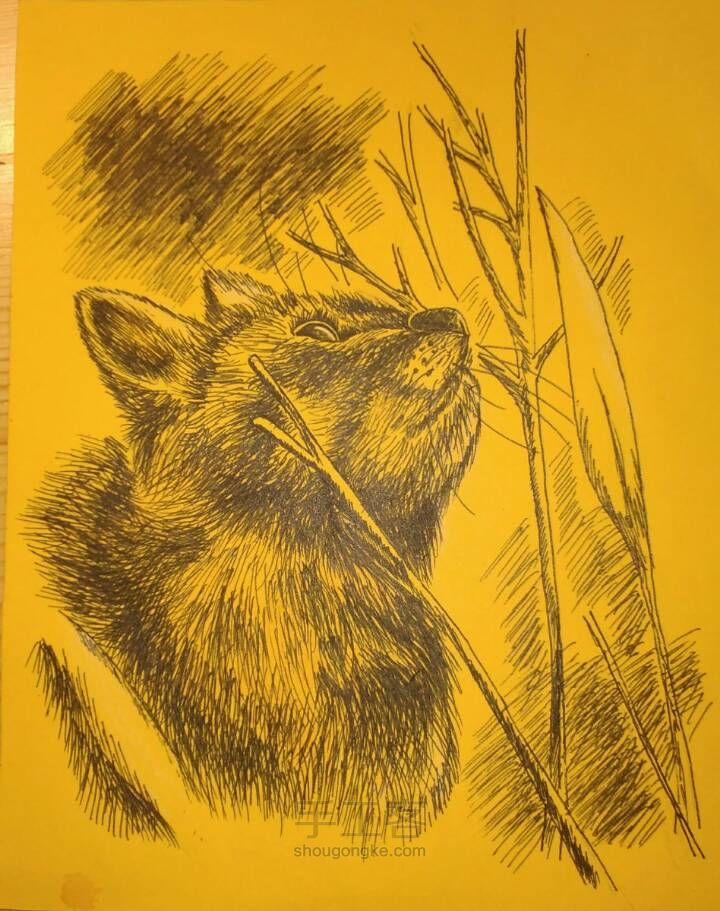 钢笔画•猫 第2步