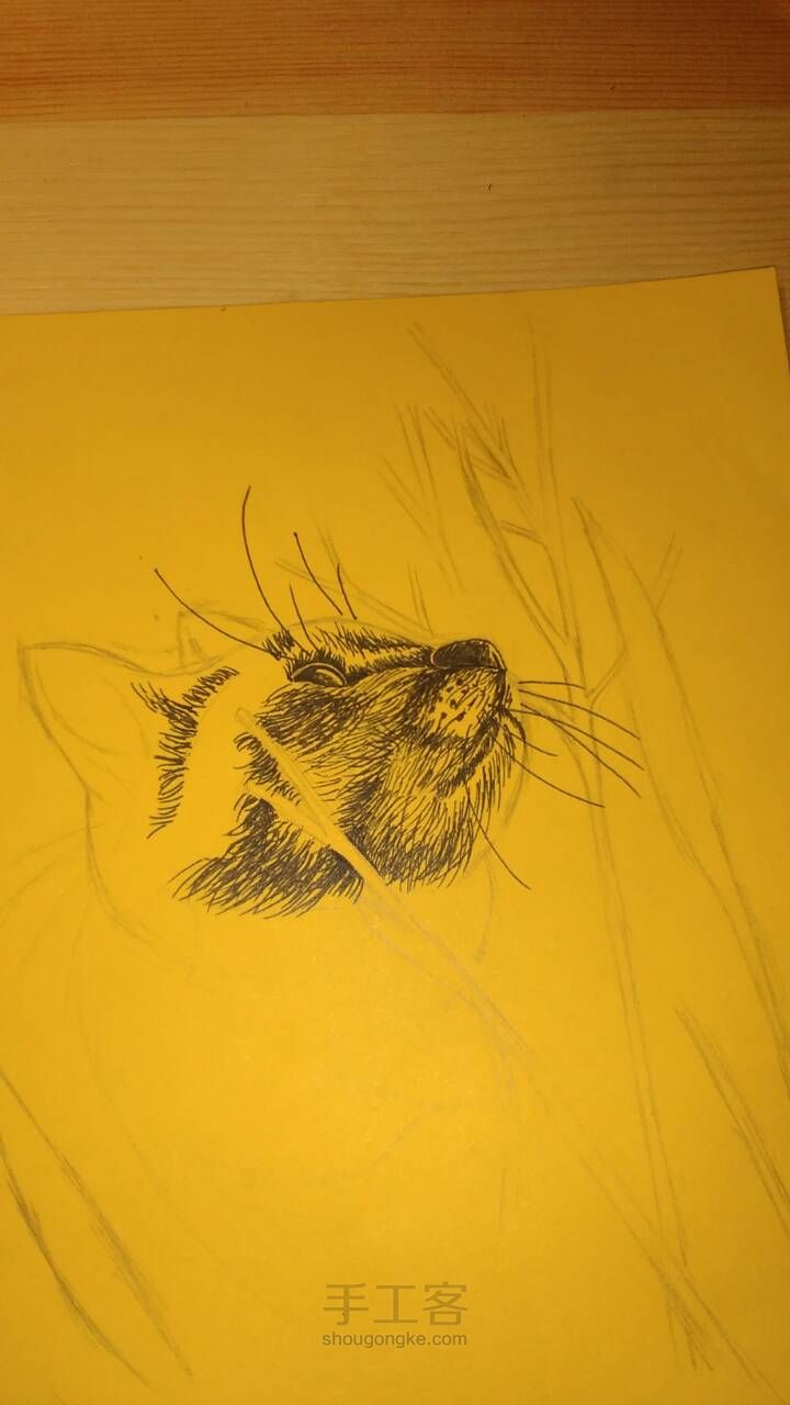 钢笔画•猫 第6步