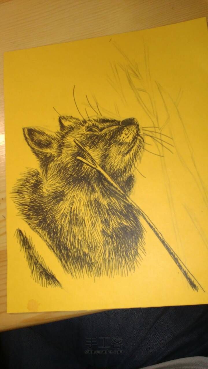 钢笔画•猫 第8步