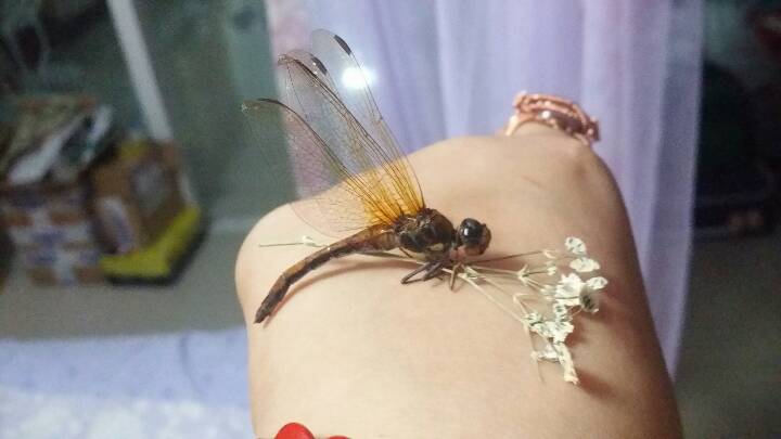 『安桥手作』抱花——立体滴胶蜻蜓标本 第2步