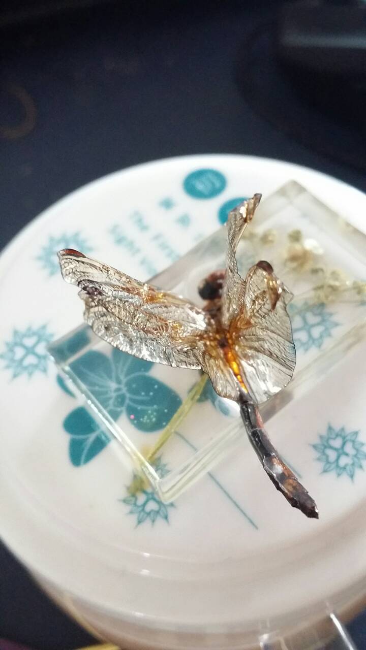 『安桥手作』抱花——立体滴胶蜻蜓标本 第10步