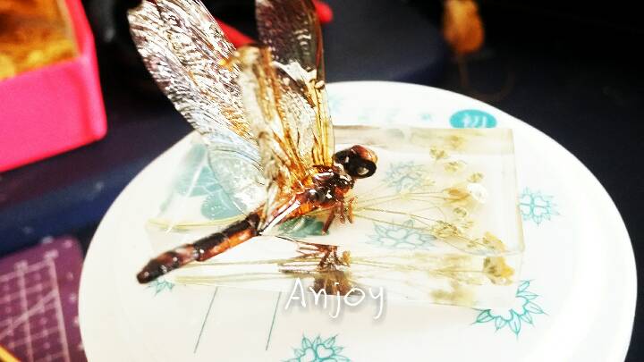 『安桥手作』抱花——立体滴胶蜻蜓标本 第11步