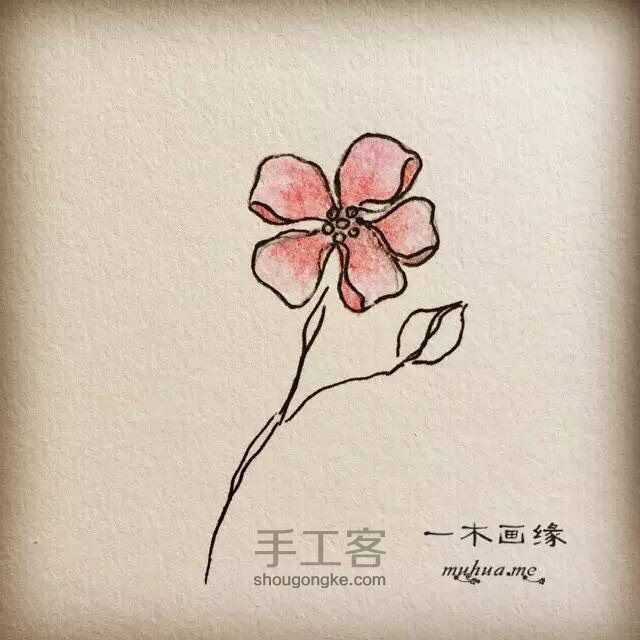 【一木画缘】花卉小课堂之五瓣花（第2期） 第6步