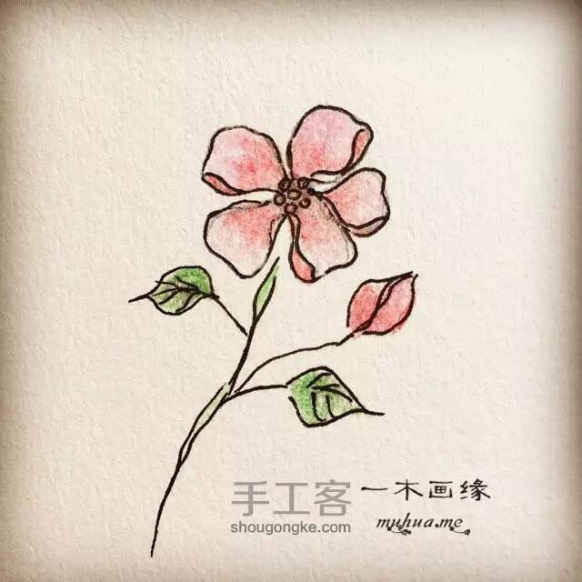 【一木画缘】花卉小课堂之五瓣花（第2期） 第9步