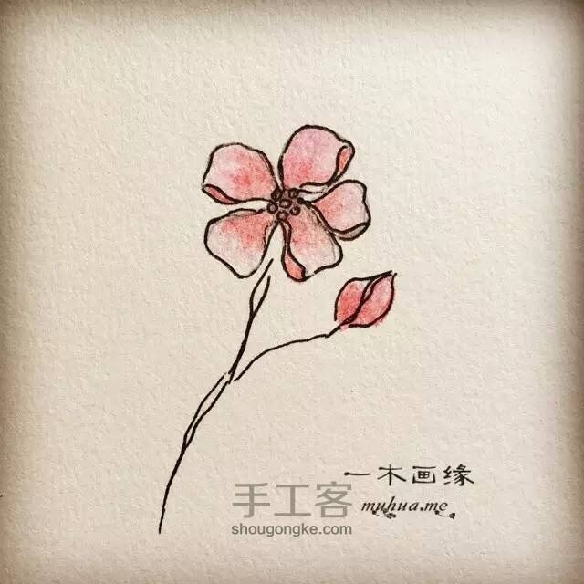 【一木画缘】花卉小课堂之五瓣花（第2期） 第8步