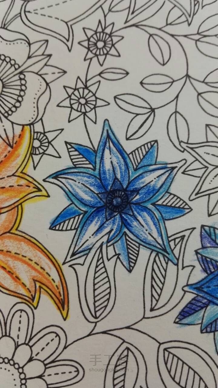 《秘密花园》彩铅上色教程3 蓝色花 第8步
