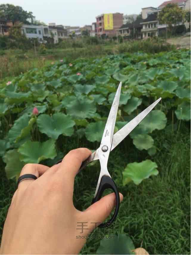 超简单制作干莲蓬  文艺的你们看过来  第2步