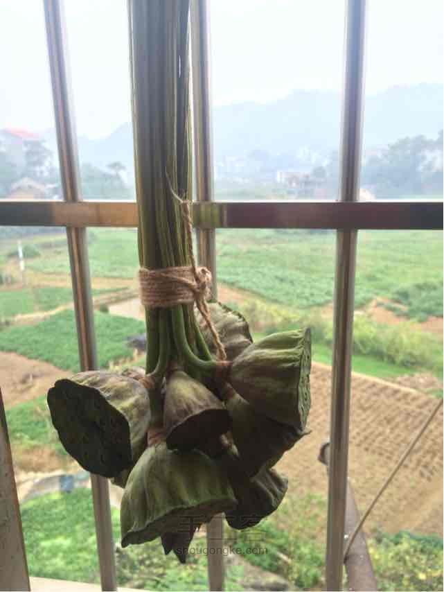 超简单制作干莲蓬  文艺的你们看过来  第6步