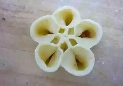 花式包饺子(转载) 第12步