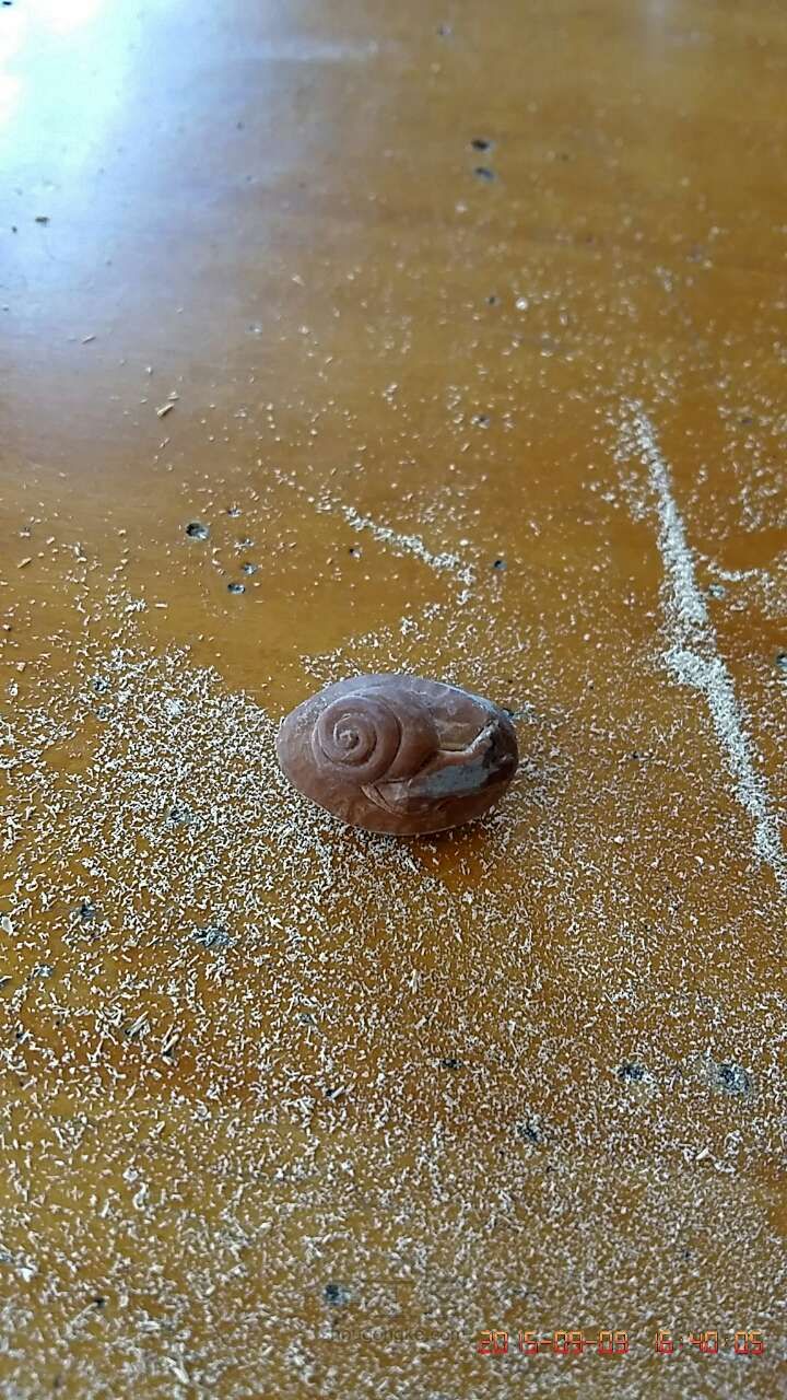 小蜗牛 第3步