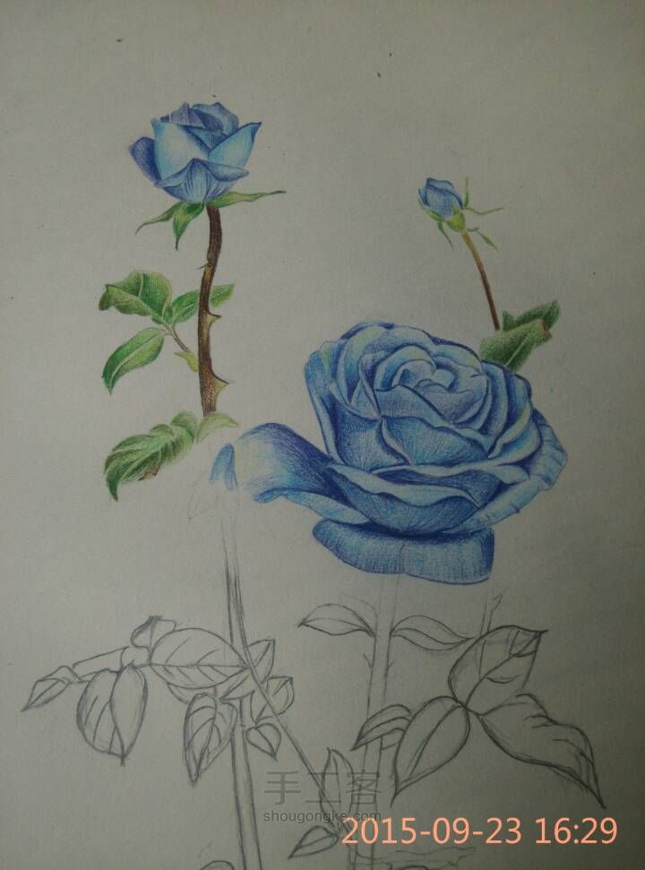 【彩铅手绘蓝玫瑰】 第7步