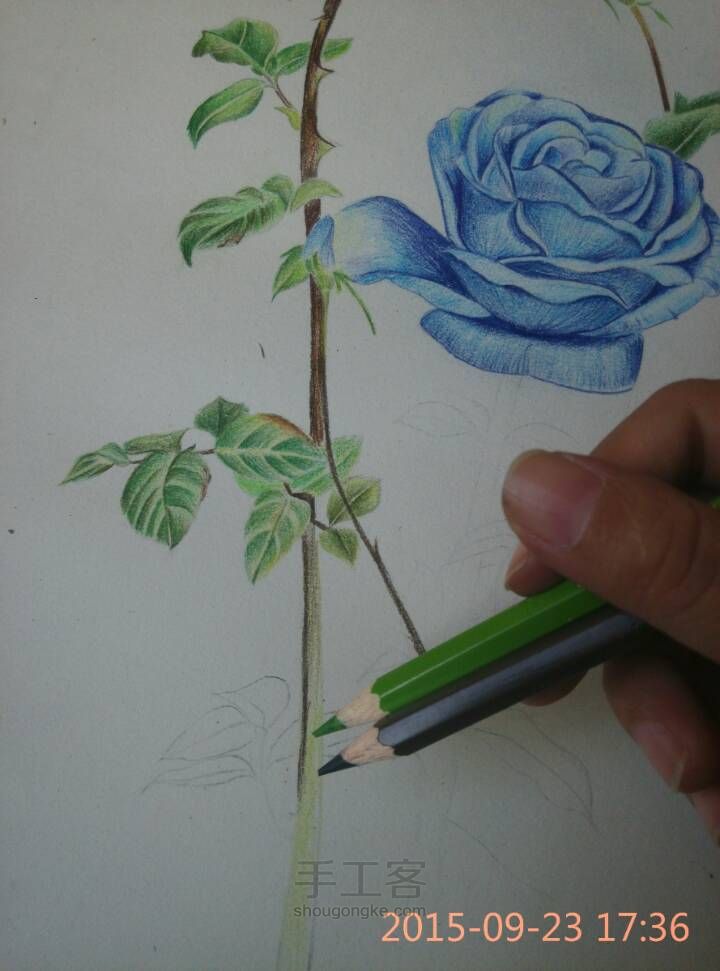 【彩铅手绘蓝玫瑰】 第9步