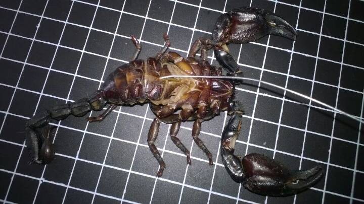 蝎子标本…自养蝎子制作，带防尘罩和彩色底座 第10步