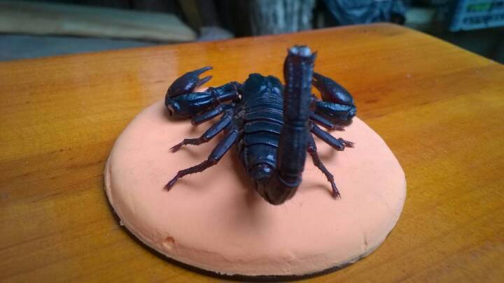 蝎子标本…自养蝎子制作，带防尘罩和彩色底座 第13步