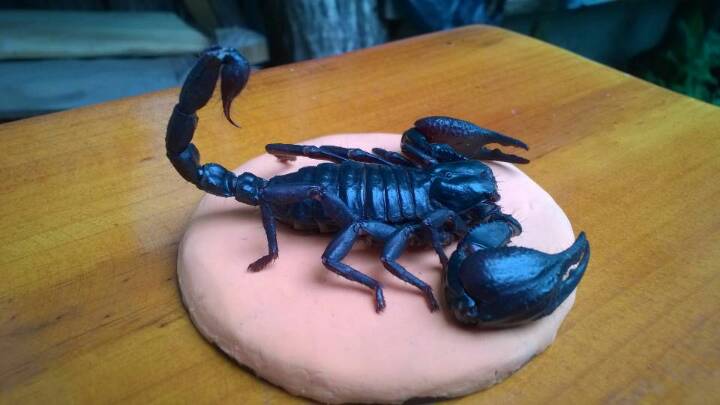 蝎子标本…自养蝎子制作，带防尘罩和彩色底座 第14步