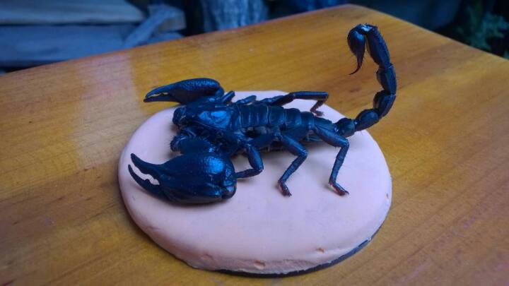 蝎子标本…自养蝎子制作，带防尘罩和彩色底座 第11步
