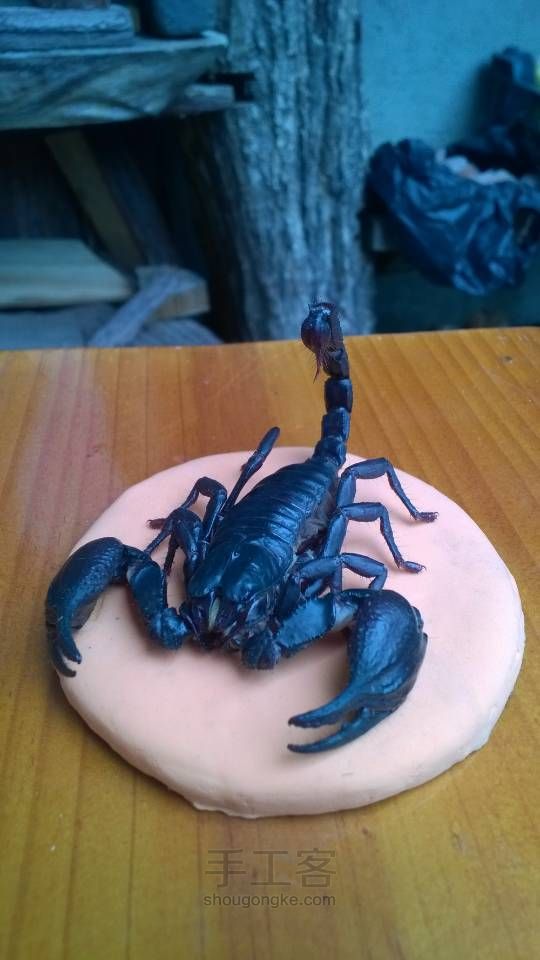 蝎子标本…自养蝎子制作，带防尘罩和彩色底座 第12步
