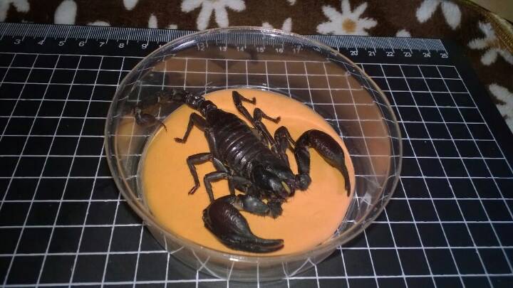 蝎子标本…自养蝎子制作，带防尘罩和彩色底座 第16步