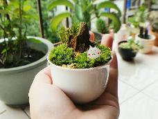 hulaCc出品的超级可爱小盆栽~喜欢的朋友欢迎收藏和点赞哦！！材料包可购！
