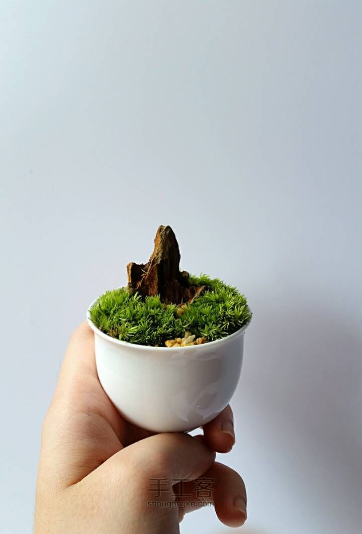 桌面盆栽DIY！！超级可爱的桌面苔藓小盆栽，绿色绿色好心情~ 第5步
