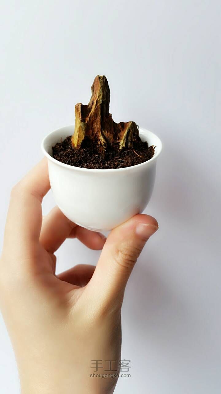 桌面盆栽DIY！！超级可爱的桌面苔藓小盆栽，绿色绿色好心情~ 第4步