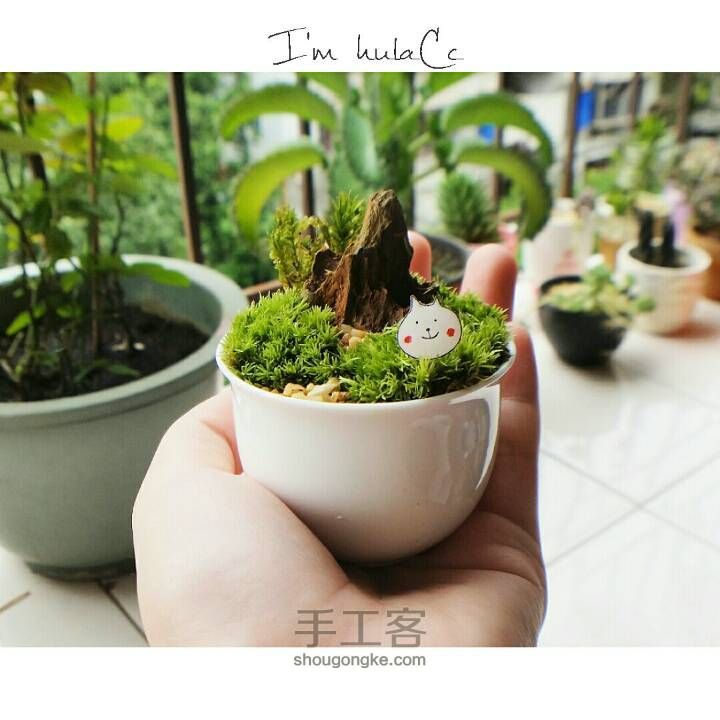 桌面盆栽DIY！！超级可爱的桌面苔藓小盆栽，绿色绿色好心情~ 第9步