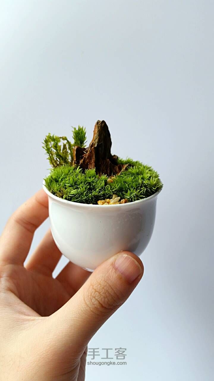 桌面盆栽DIY！！超级可爱的桌面苔藓小盆栽，绿色绿色好心情~ 第6步