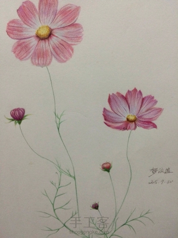 草原上格桑花开得多美丽