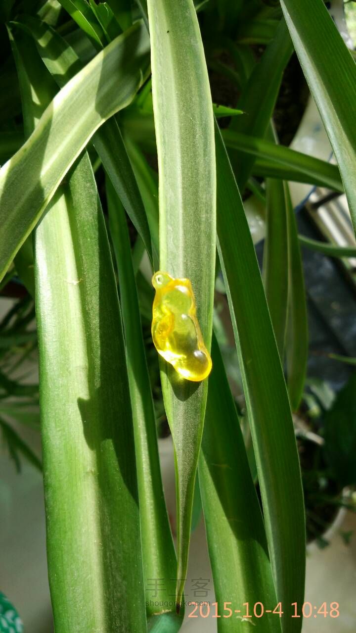 一个被虫虫啃食过的福豆豆 第12步