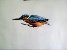 油性彩铅手绘的翠鸟~不喜勿喷~