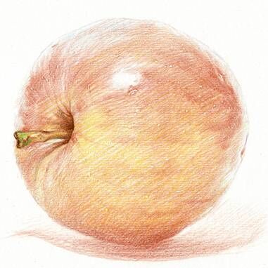 彩铅苹果手绘教程 第5步