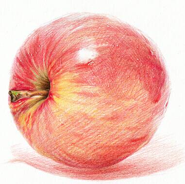 彩铅苹果手绘教程 第9步
