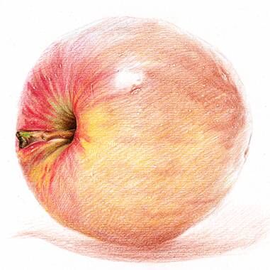 彩铅苹果手绘教程 第8步
