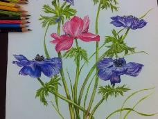 彩铅画花卉