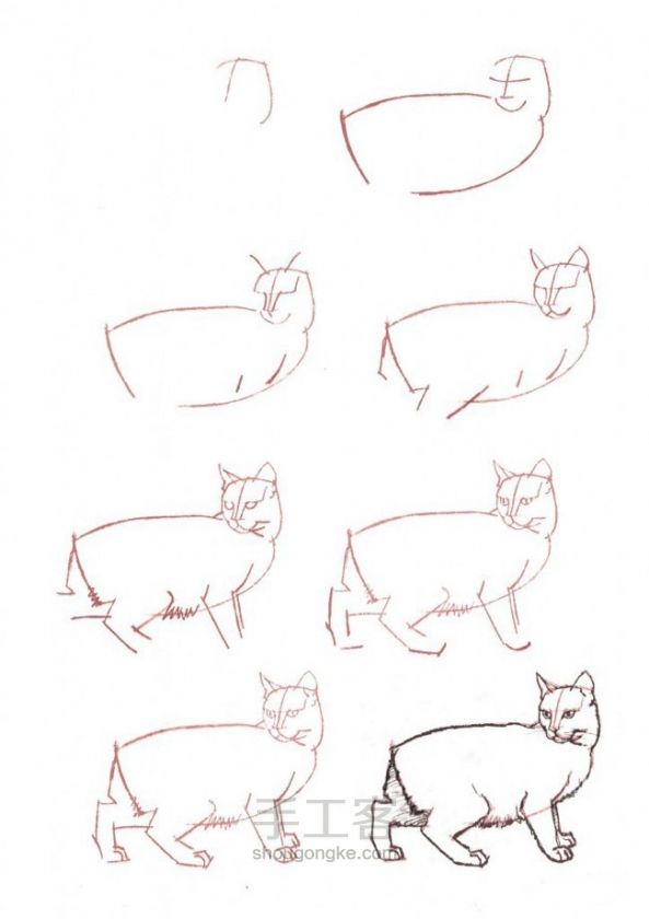 画猫咪的手绘教程 第1步