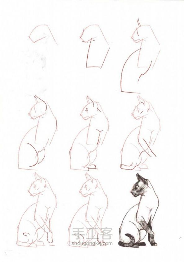 画猫咪的手绘教程 第3步