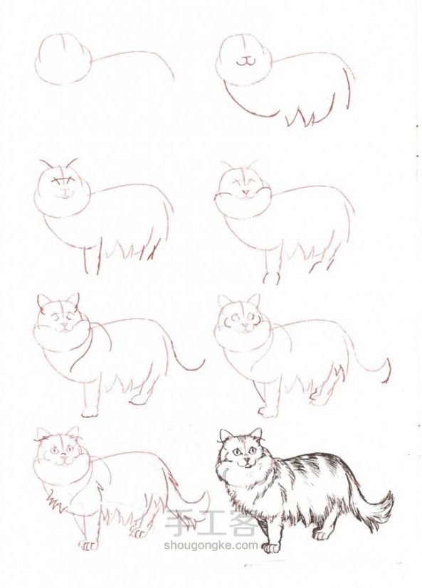画猫咪的手绘教程 第4步