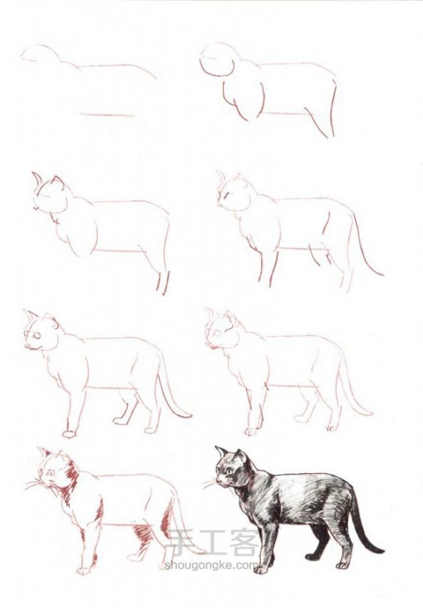 画猫咪的手绘教程 第7步